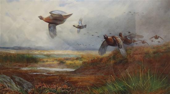 After Archibald Thorburn, limited edition print, Grouse, 33 x 58cm.